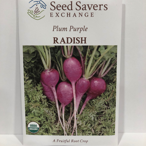 Plum Purple Radish, Organic