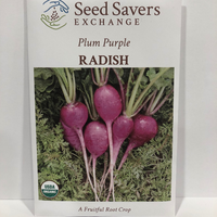 Thumbnail for Plum Purple Radish, Organic