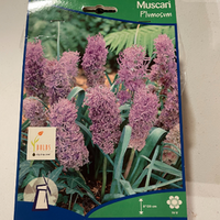 Thumbnail for Grape Hyacinth 'Muscari Plumosum'