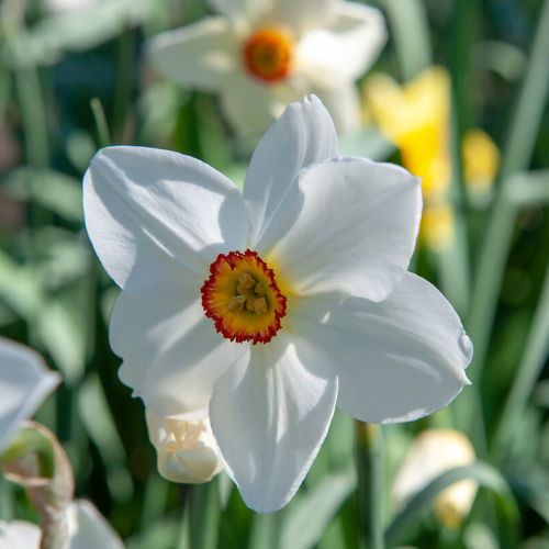 Small-Cupped ‘Poeticus Recurvus’ Daffodil