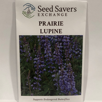 Thumbnail for Prairie Lupine - Prairie Native