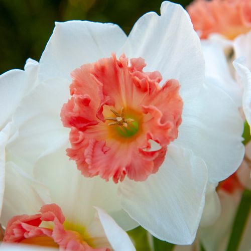 Large Cupped 'Precocious' Daffodil