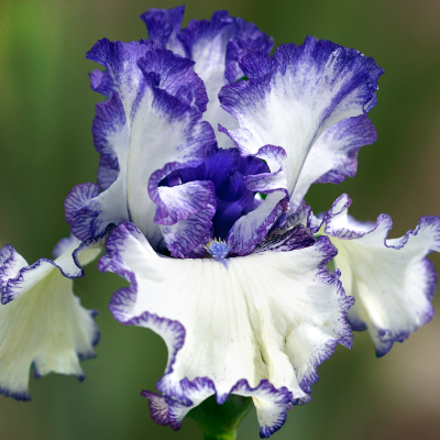 Bearded Iris 'Presby's Crown Jewel'