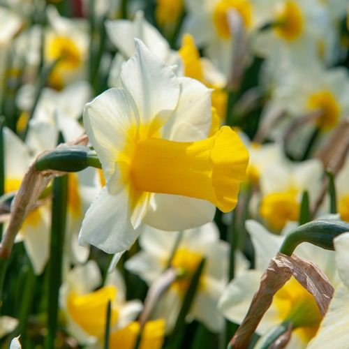 Pueblo Miniature Daffodil
