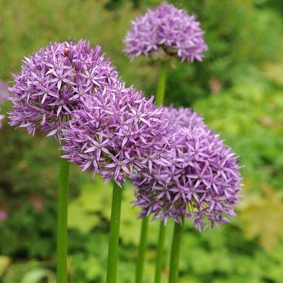 Allium Tall 'Purple Sensation' Ornamental Onion