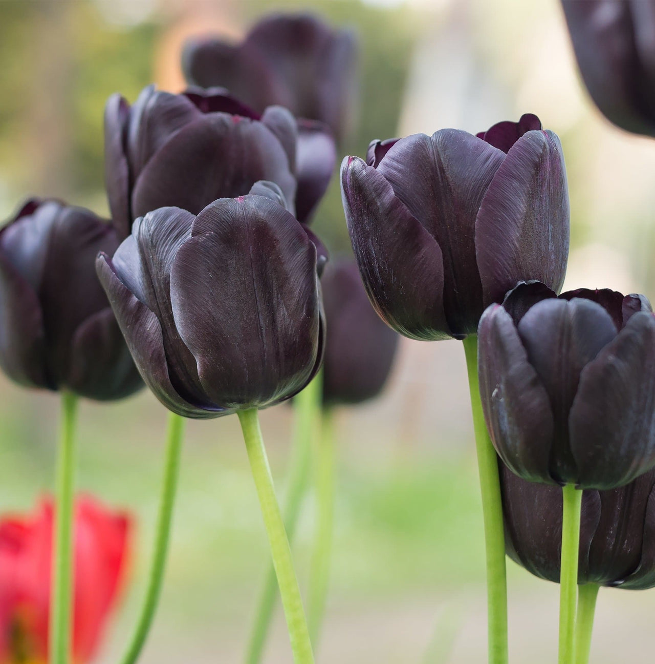 Queen of Night Tulip 1936 Heirloom Bulbs (Single Late Tulip)