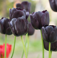 Thumbnail for Queen of Night Tulip 1936 Heirloom Bulbs (Single Late Tulip)