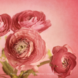 Ranunculus Rose (Ranunculus Aviv)