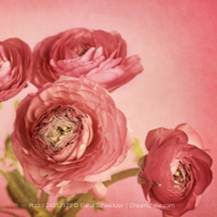 Thumbnail for Ranunculus Rose (Ranunculus Aviv)
