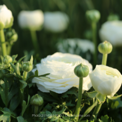 Ranunculus White (Ranunculus Aviv)