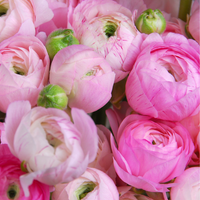 Thumbnail for Ranunculus Pink Mixture, Jumbo Size (Ranunculus Tecolote)
