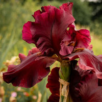 Thumbnail for Raptor Red German Bearded Iris