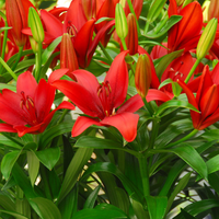 Thumbnail for Lilium Asiatic 'Buzzer' (Asiatic Lily)