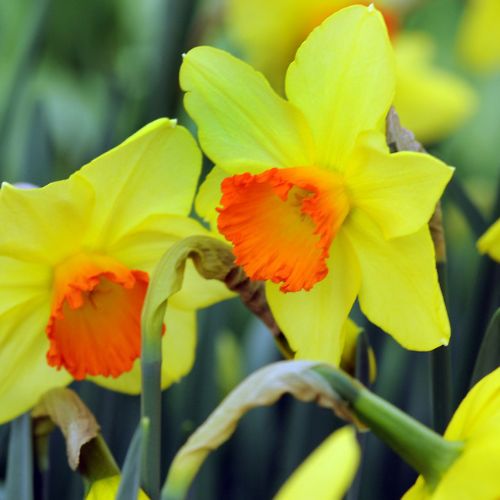 Small-Cupped ‘Red Devon’ Daffodil