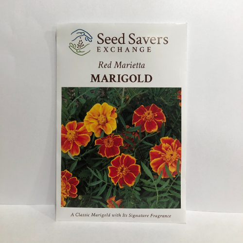 Red Marietta Marigold Flower