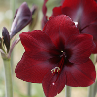 Thumbnail for Red Pearl Hippeastrum, Amaryllis