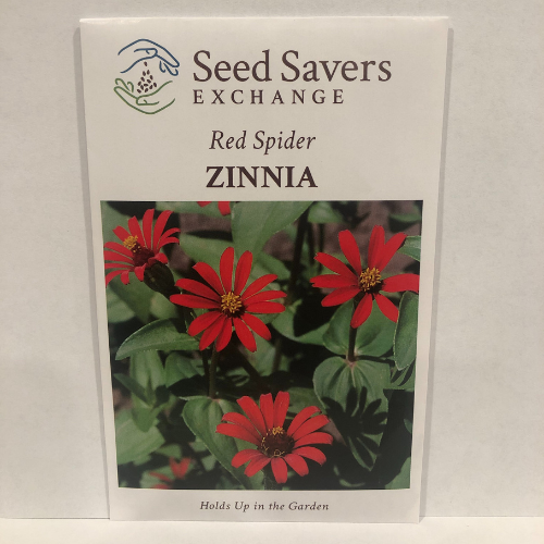 Red Spider Zinnia Flower - 1801 Heirloom