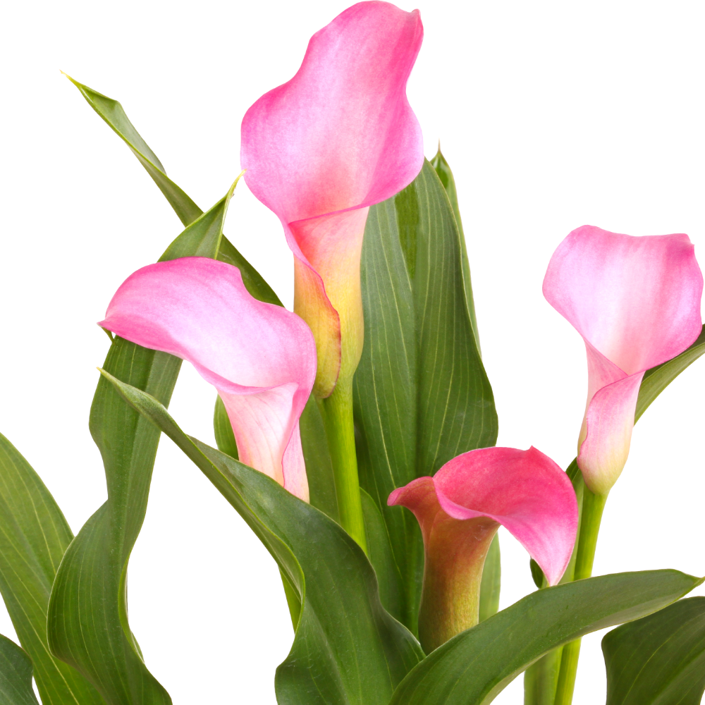 Rehmanni Pink Calla Lily
