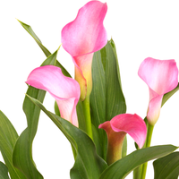 Thumbnail for Rehmanni Pink Calla Lily