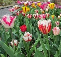 Thumbnail for Rembrandt Tulips