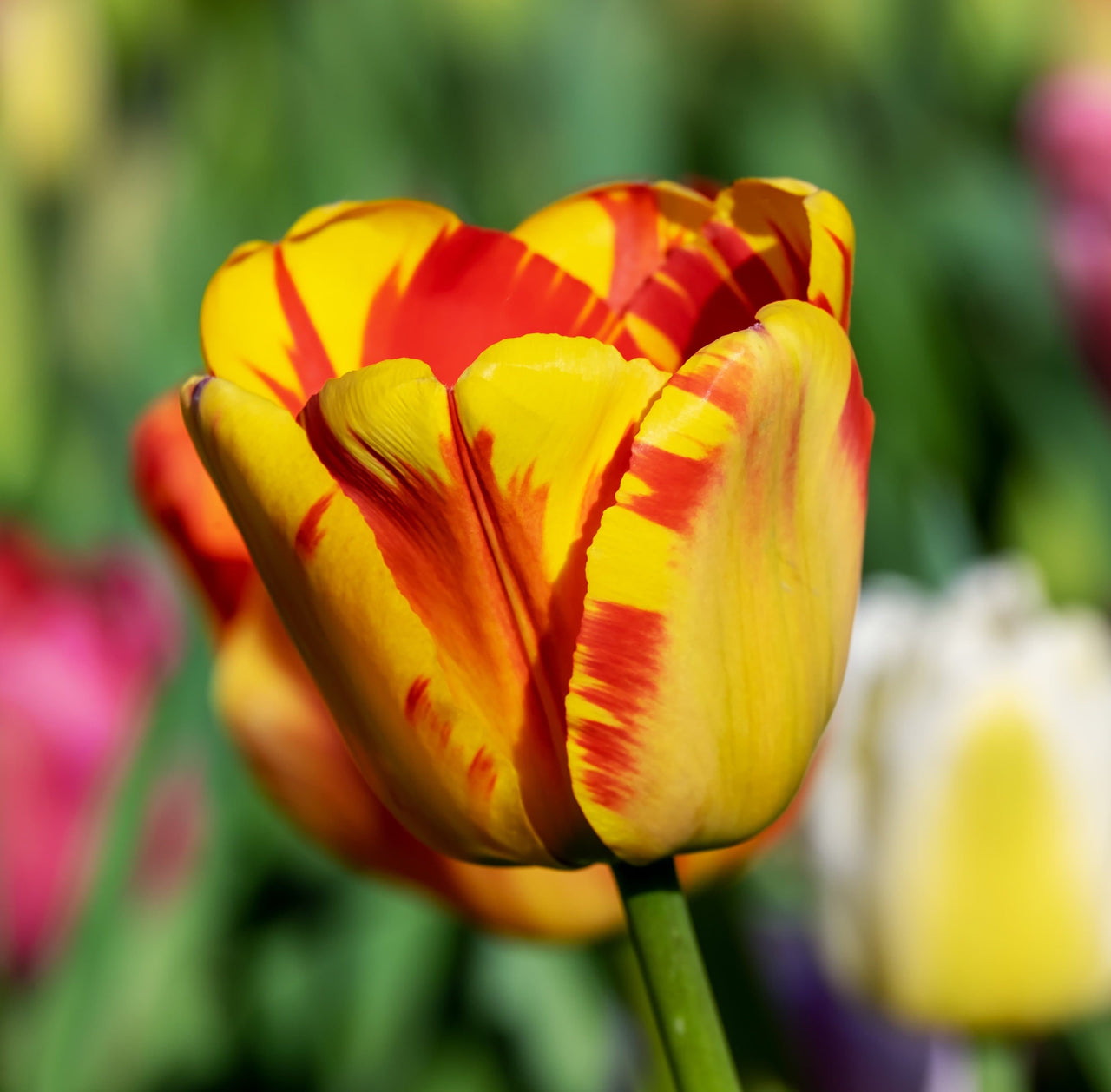 Rembrandt Tulip