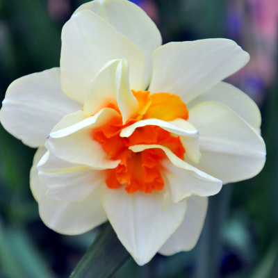 Double Daffodil  'Replete' Daffodil (Early to Mid)