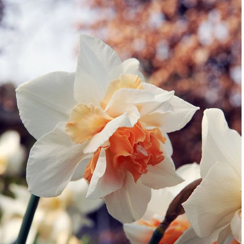 Replete Daffodil
