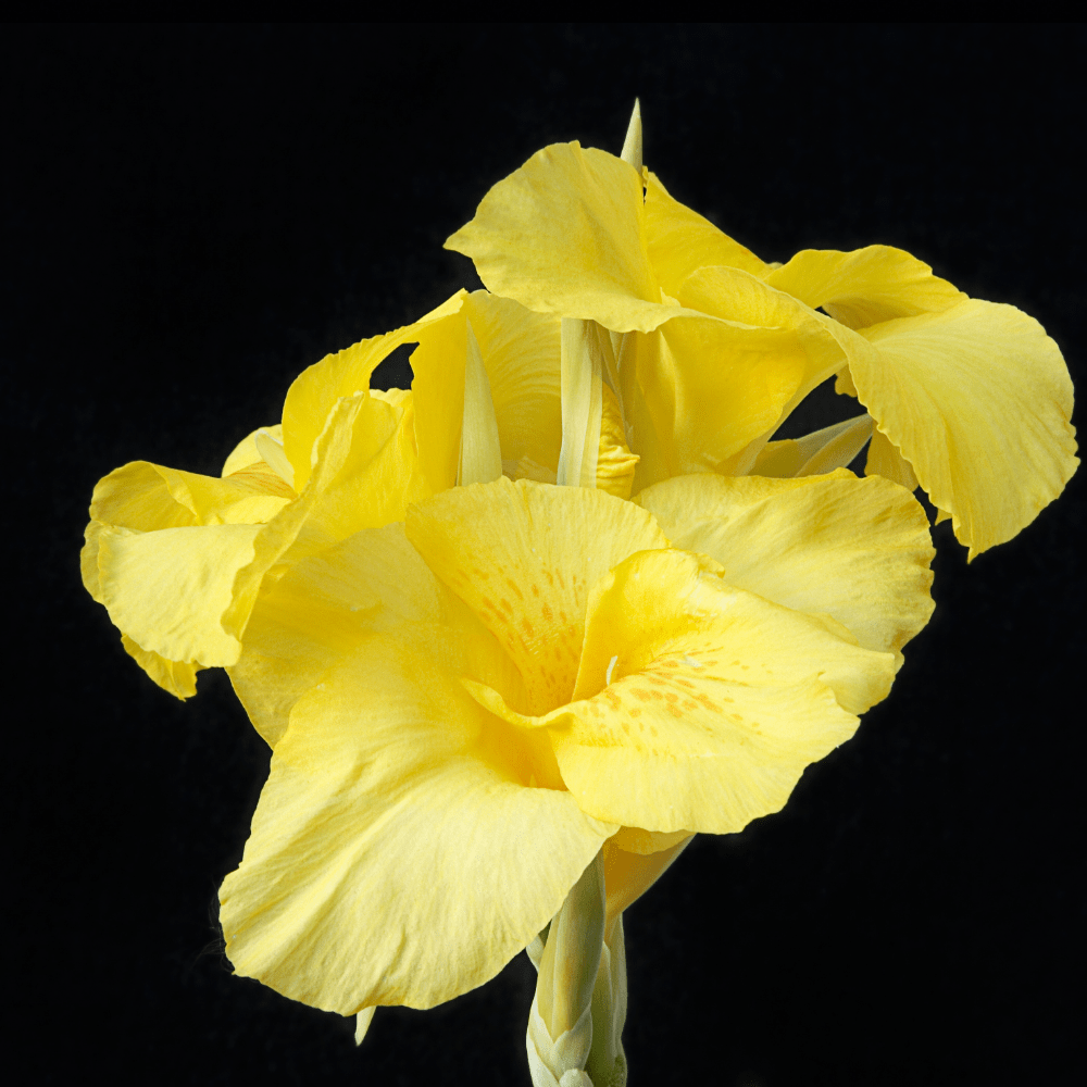 Canna Tall green-leaf 'Richard Wallace' Yellow Canna