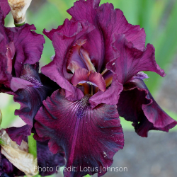Bearded Iris 'Rio Rojo'