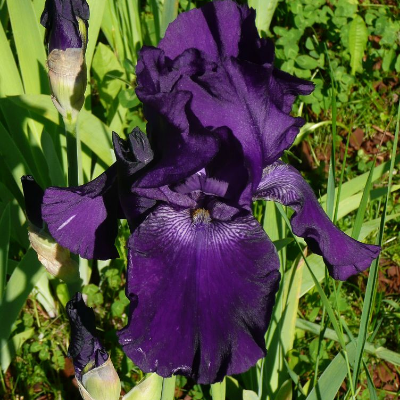 Bearded Iris 'Rosalie Figge' (Rebloomer)