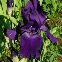 Thumbnail for Bearded Iris 'Rosalie Figge' (Rebloomer)