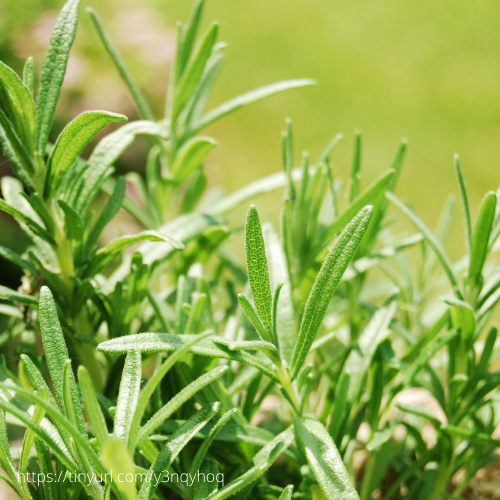Organic or Conventional Rosemary