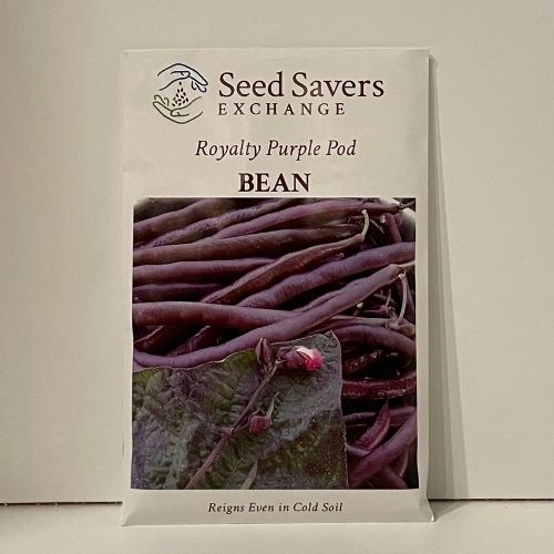 Royalty Purple Pod Bean Heirloom Open-Pollinated
