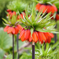Thumbnail for Imperial Fritillaria 'Rubra' 1590 Heirloom Bulbs
