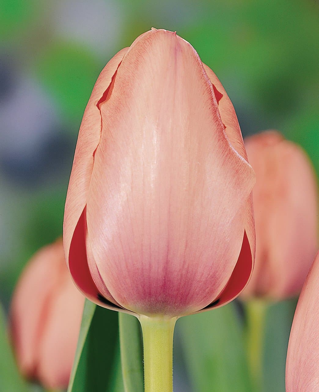 Darwin Hybrid 'Salmon Impression' Tulip, Spring Flowers (Mid to Late)