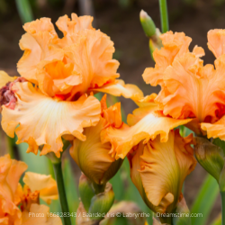 Bearded Iris 'Savannah Sunset' (Rebloomer)