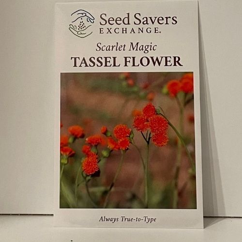 Scarlet Magic Tassel Flower Seeds