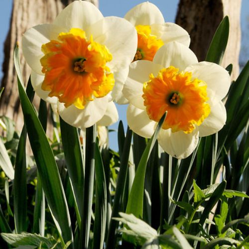 Large Cupped 'Sempre Avanti' Daffodil (Midseason Flowering)