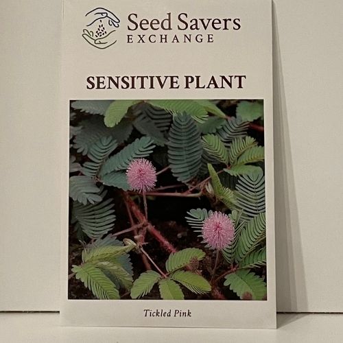 Sensitive Plant Seeds