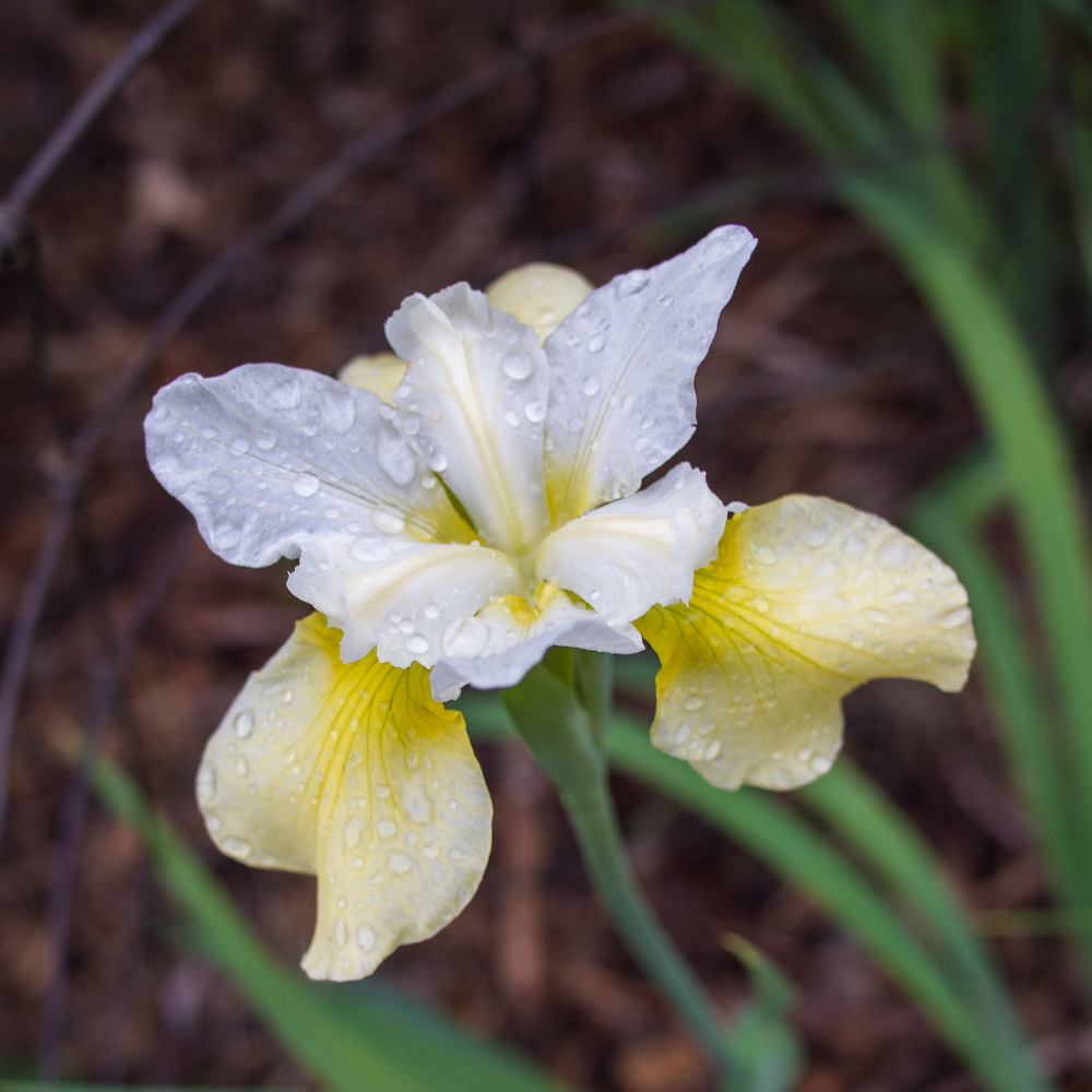 Iris Sibirica - 'Butter & Sugar' (Siberian Iris)