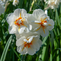 Sir Winston Churchill Bunch Flowering Daffodil, (Midseason Flowering)