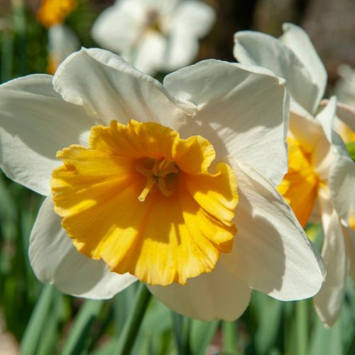 Large Cupped 'Slim Whitman' Daffodil