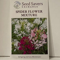 Thumbnail for Cleome Mixture or Spider Flower Mixture Flower, 1817 Heirloom