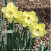 Thumbnail for St. Patricks Day Daffodil
