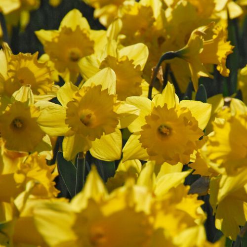 Standard Value Daffodils