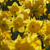 Thumbnail for Standard Value Daffodils