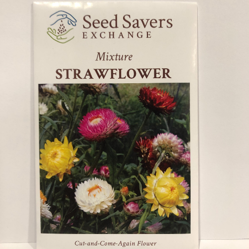 Strawflower Mixture Flower, 16th Century Heirloom