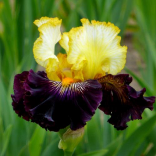 Sun Devil Bearded Iris