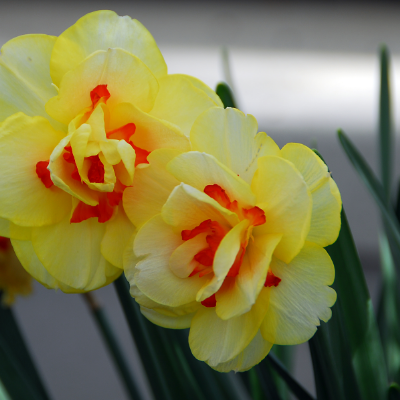 Double Daffodil 'Tahiti' Daffodil (Early to Mid)