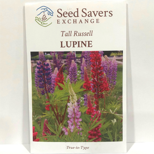 Tall Russell Lupine Flower